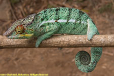 male chameleon